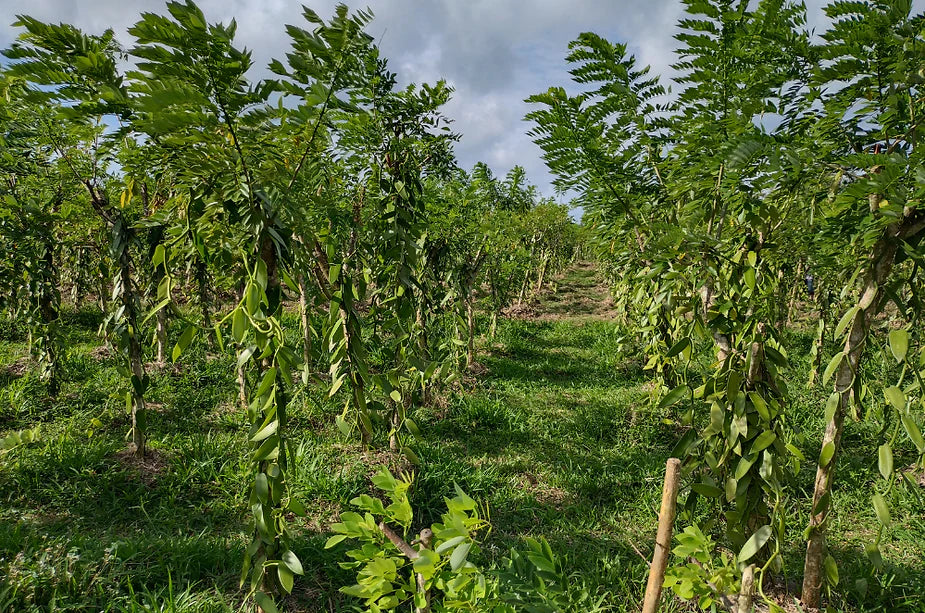 Impact of seasonal variations on vanilla flavor and quality