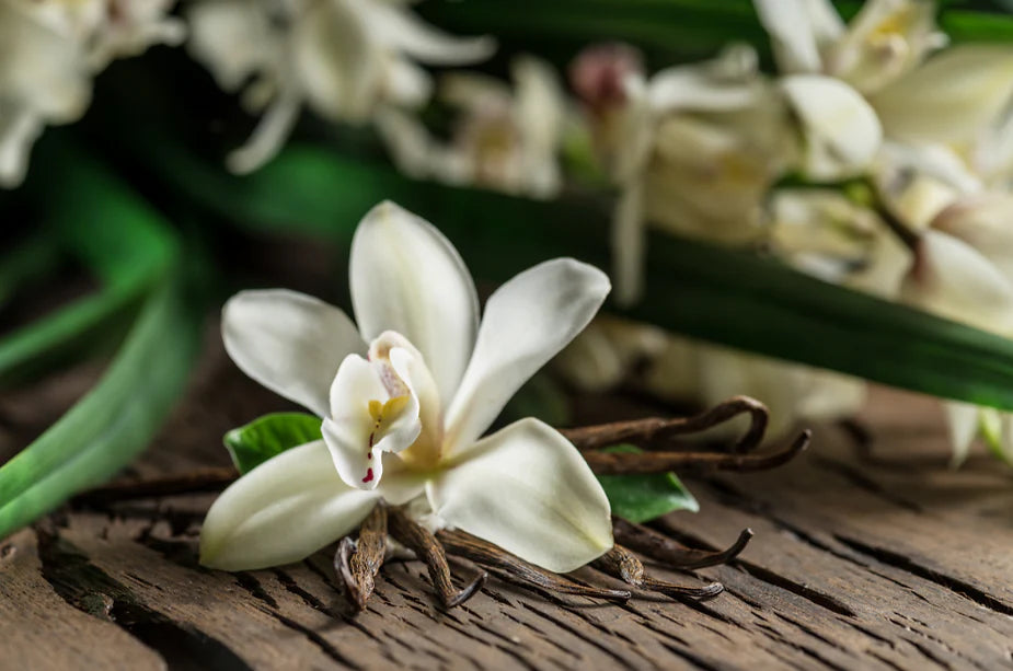 Let's delve into the knowledge behind the vanilla bean grading process