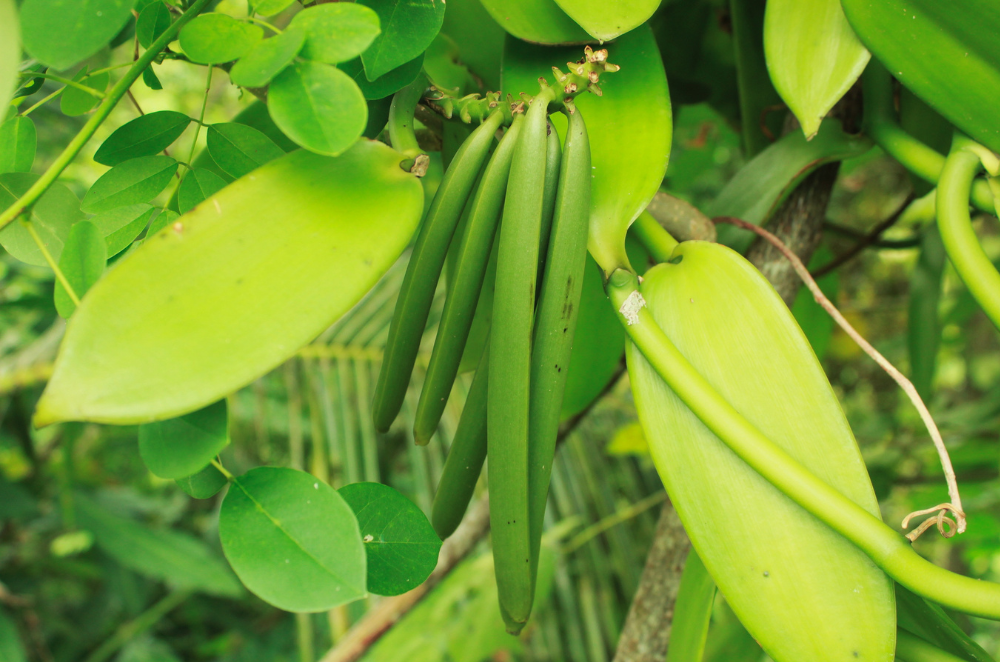 The Vanilla Season Begins: What Are The Challenges This Year