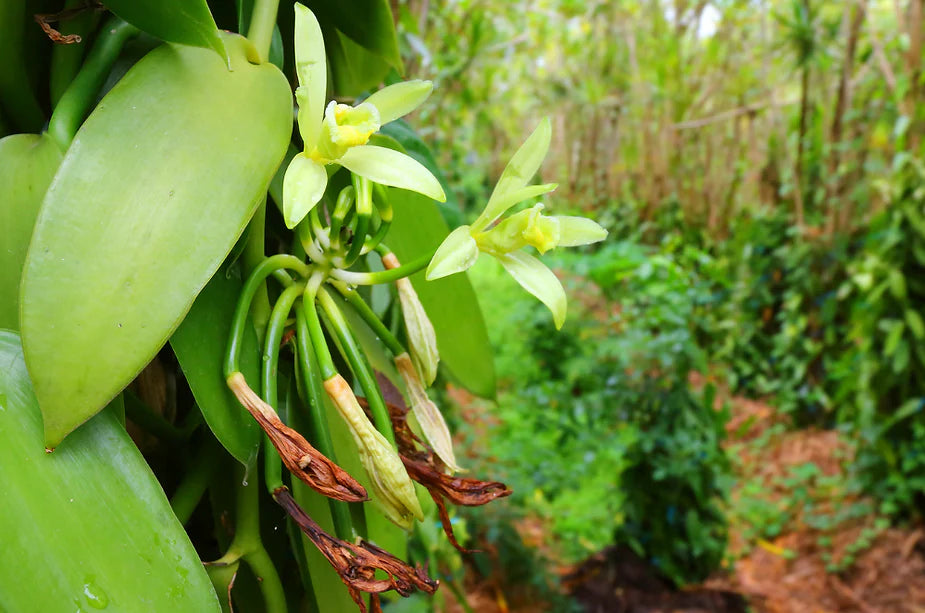 The vanilla journey in numbers