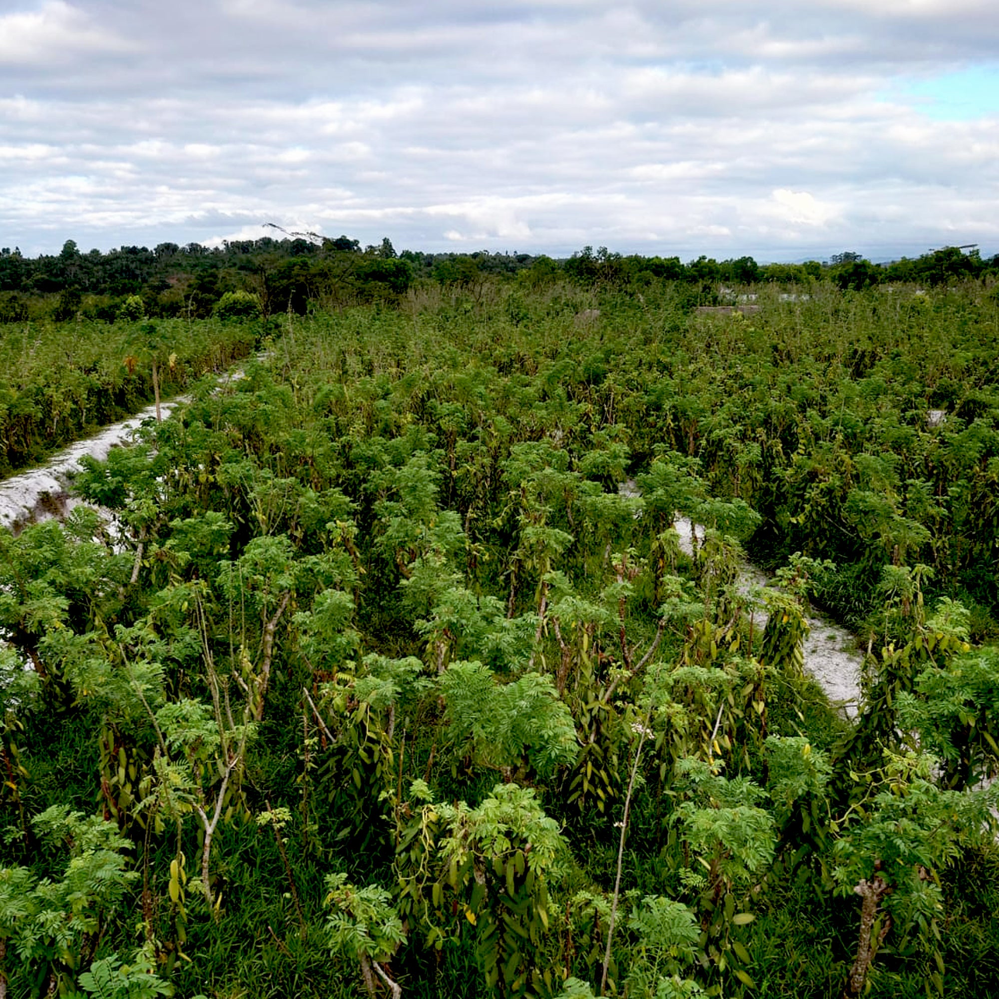 Prema Vanilla Farm manages one of the largest vanilla plantations